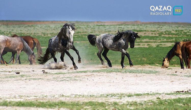 Ат спортына насихат жетіспейді