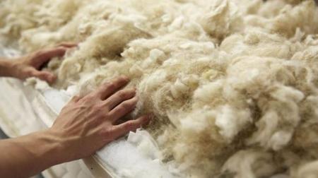 Из овечьей шерсти начнут производить теплоизоляционные материалы в Актобе