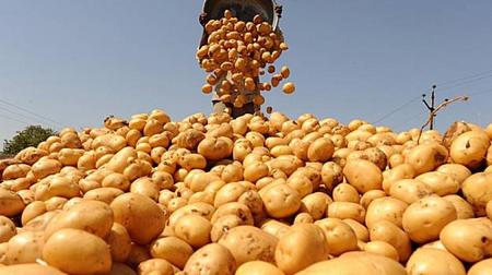 В Казахстане увеличат посевы масличных, кормовых культур, картофеля и свеклы – МСХ