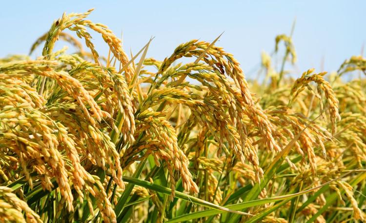 Ғалымдар күріш қауызынан қатерлі ісікке қарсы сұйықтық тапты