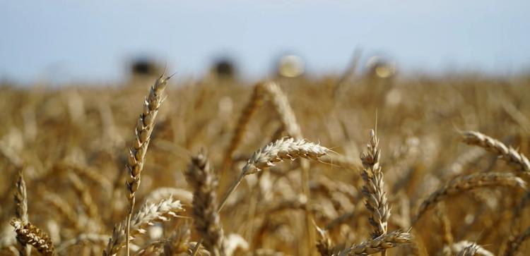 Елден 3,1 млн тонна астық экспортталды