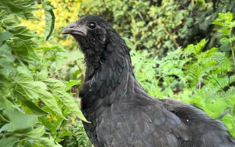 Талдықорғандық студенттер тауықтың жаңа тұқымын шығарды