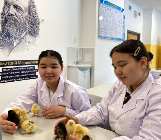 Астаналық оқушылар өздері жасаған инкубатордан балапан шығарды