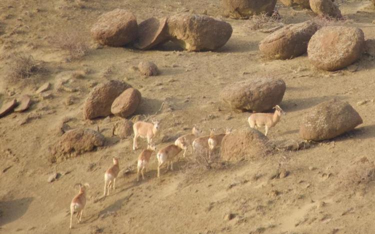 Маңғыстауда Үстірт тау қойы көбейіп келеді