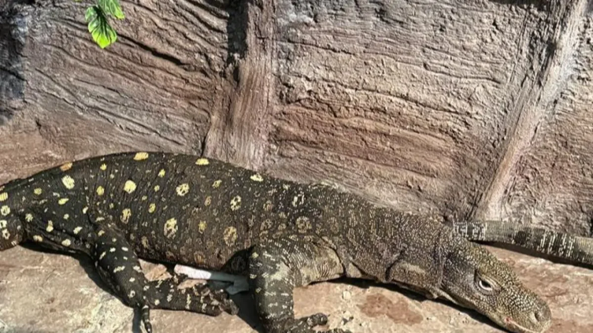 Алматыға қолтырауын-кесіртке әкелінді.