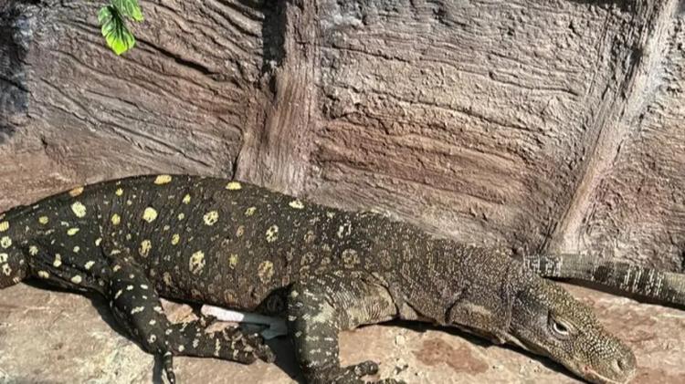 Алматыға қолтырауын-кесіртке әкелінді.