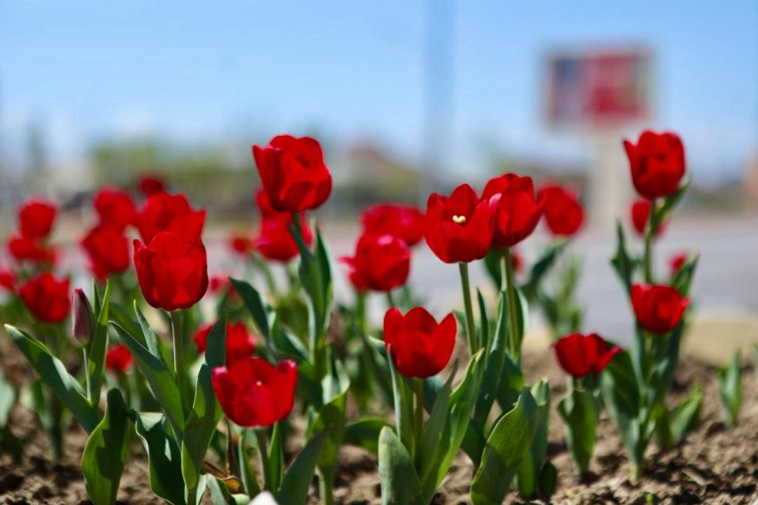 Қазақстан гүлдерді қай елдерден импорттайды?