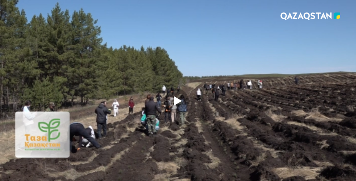 Ақмола облысында 40 мың түп қылқан жапырақты ағаш отырғызылды