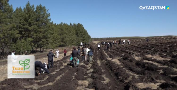 Ақмола облысында 40 мың түп қылқан жапырақты ағаш отырғызылды