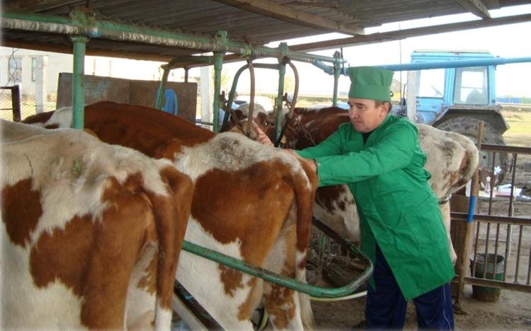 Правительством утвержден Комплексный план развития ветеринарии