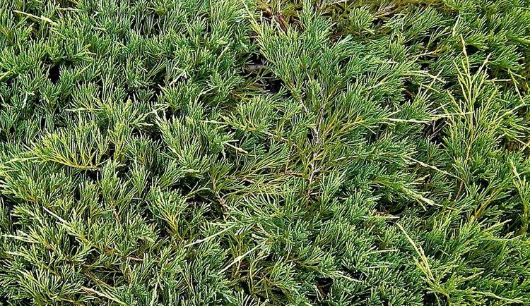 Аршаның қандай емдік қасиеті бар?